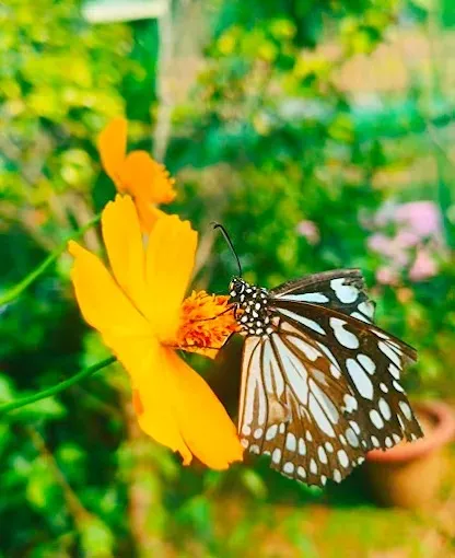 Butterfly Park, Ranchi